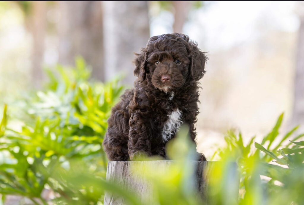 Brown and white Waterhill cavoodle puppy on sitting on a stump waiting to be picked up by his Gold Coast family