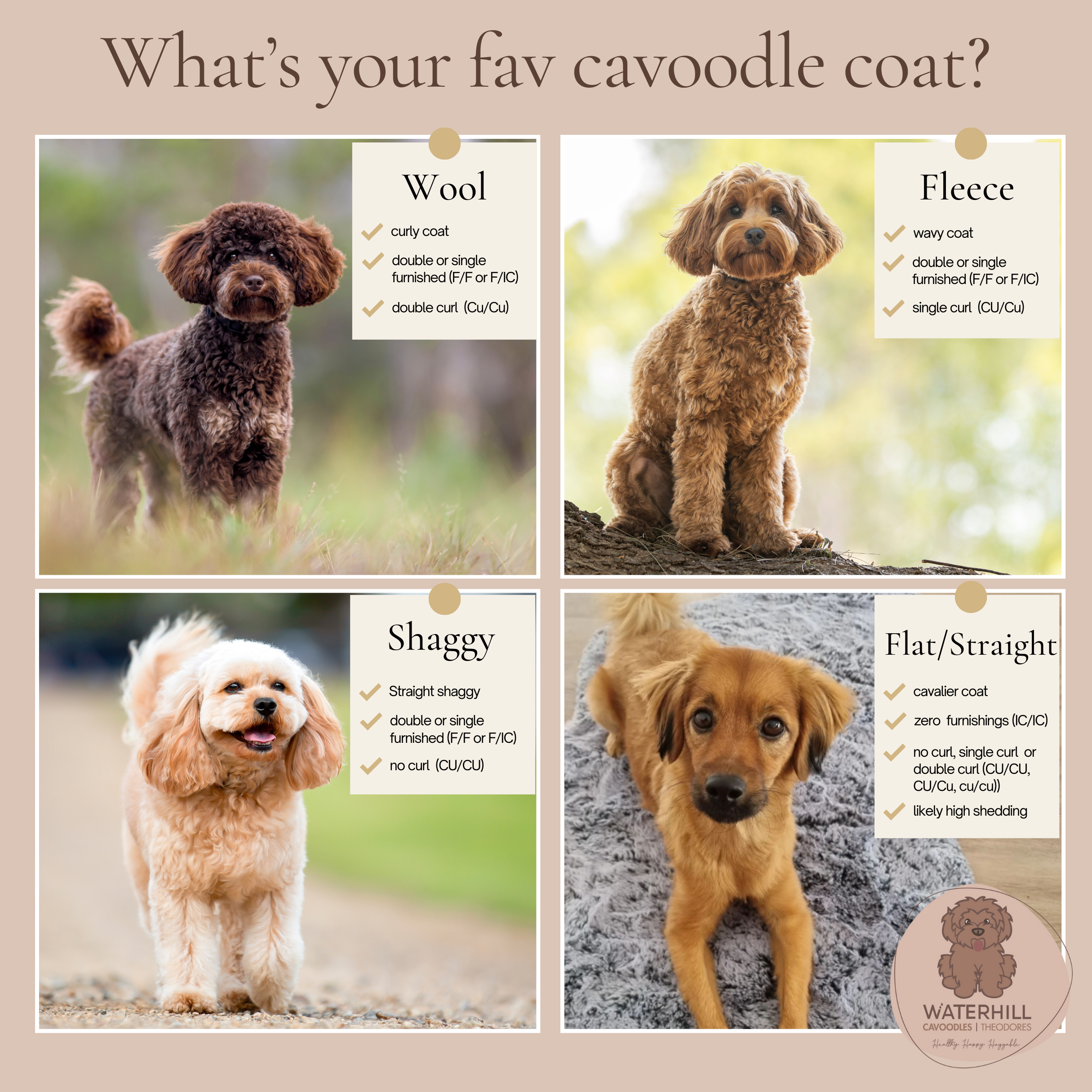 straight coat cavoodle