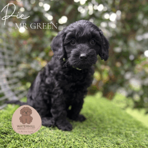Ethically raised Cavoodle puppy in Brisbane home environment