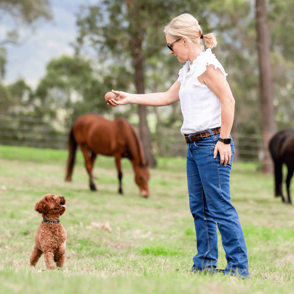 Waterhill Cavoodle owner Sarah in her paddock with two horses playing with an ethically raised brown cavoodle