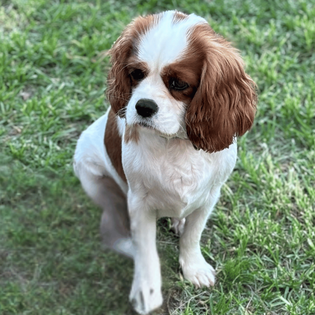 Audrey