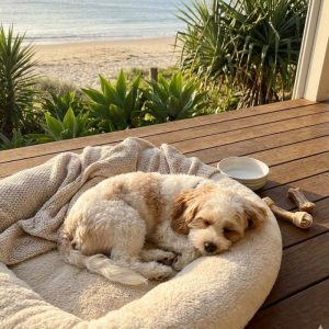Cavoodle puppy sleeping peacefully in a fluffy dog bed on a wooden deck overlooking a Gold Coast beach, demonstrating a settled and tired puppy routine.