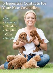 A professional lifestyle photograph of a smiling Sarah Orchard from Waterhill Cavoodles sitting on green grass, holding two apricot Cavoodle puppies, with three more puppies playing at her feet. The image features a clean, graphic overlay in soft cream and teal tones. The heading reads "5 Essential Contacts for Your New Cavoodle" followed by a bulleted list including: Vet, Groomer, Playdate, Carer, and Supplier.