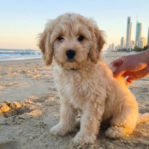 Cream Waterhill Cavoodle puppy being gently patted by its owner on a Gold Coast beach at sunset, with the Surfers Paradise skyline visible in the background.