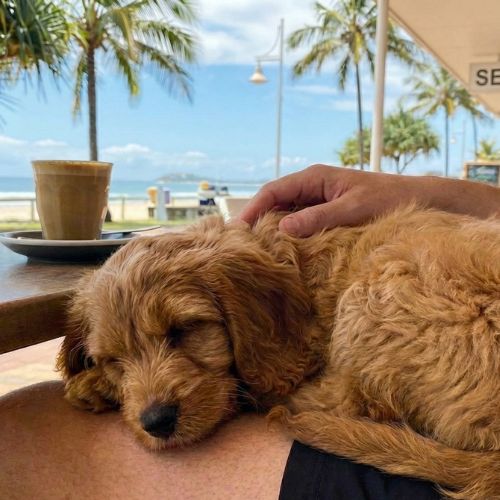 A new Waterhill Cavoodle Puppy Sleeping on owner's lap at a Burleigh Heads beachfront café, safely socialising during the first 16 weeks.