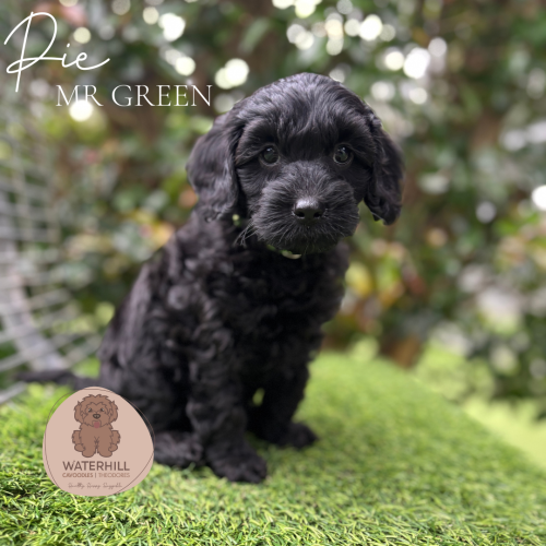 Ethically raised Cavoodle puppy in Brisbane home environment