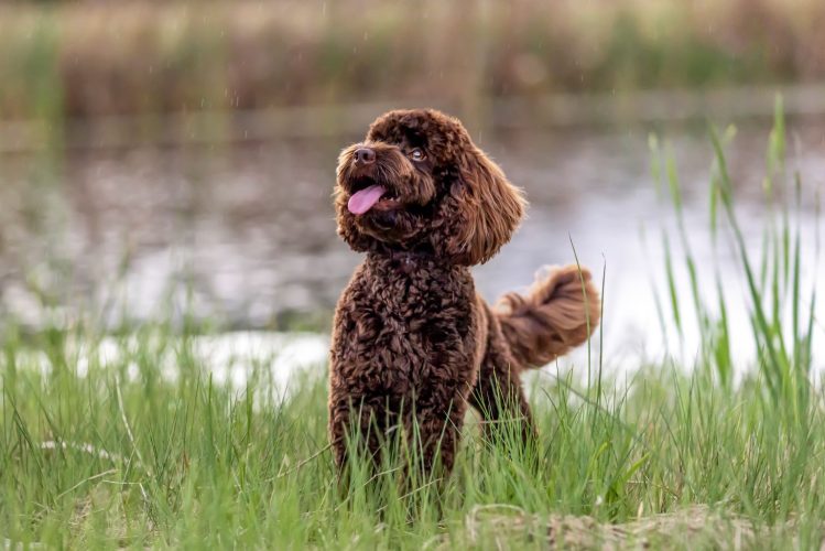 Stunning Chocolate Cavoodle looking to the sky near a creek in Brisbane QLD