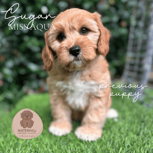 A stunning blonde Cavoodle from Waterhill cavoodles getting ready to meet her Brisbane Family on Gotcha Day