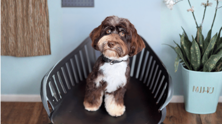 havanese dog