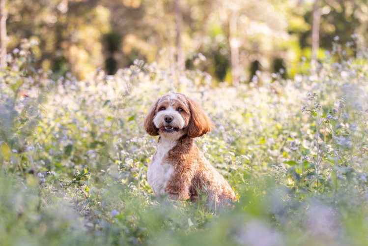 WaterhillCavoodle_OurStud-01
