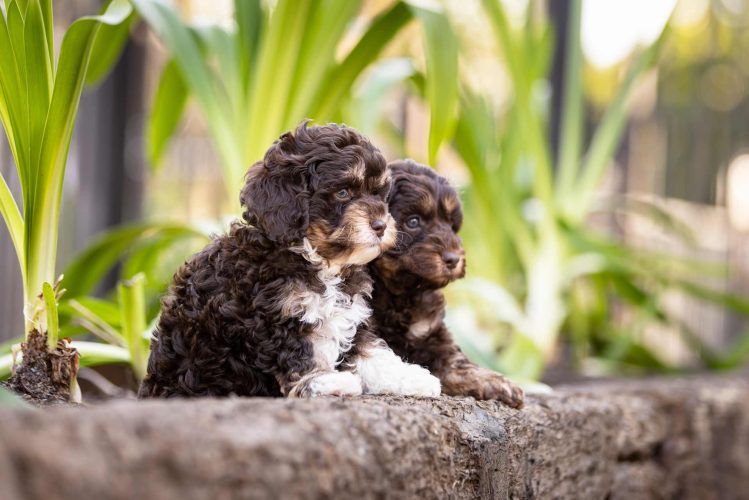 WaterhillCavoodle_Pricing_02 WaterhillCavoodle_Pricing_02