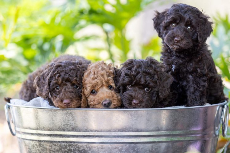 WaterhillCavoodles_Pricing-01