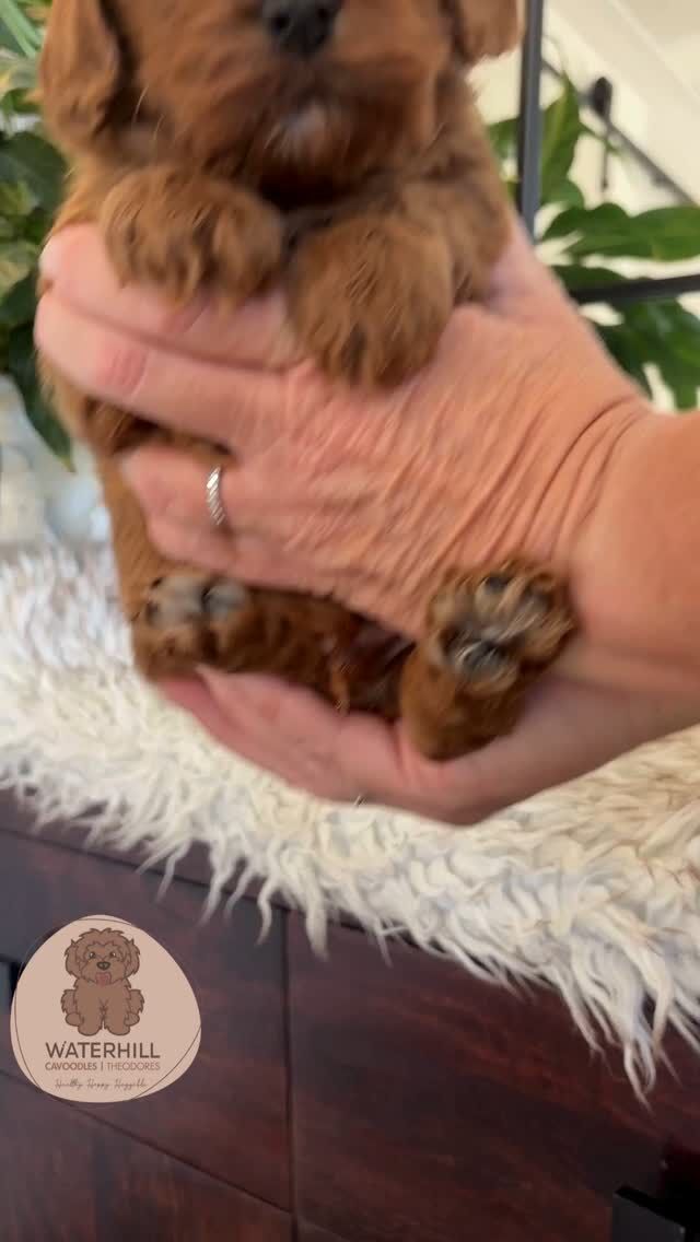 Our Midnight Munchkins are 4 weeks old #cavoodlepuppies #PuppyLove #cavoodlessunshinecoast