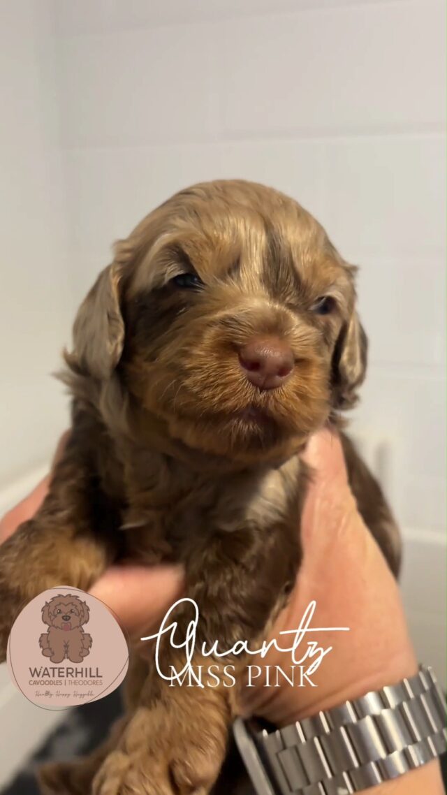 Our stunning Stone Litter — chocolate merle cavoodles as unique and beautiful as their names! #merlecavoodle #cavoodlesofinstagram