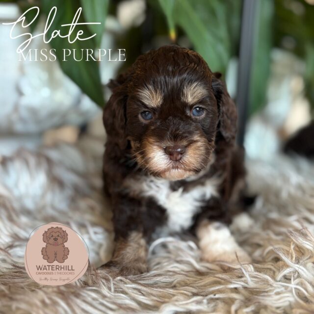 4 Weeks of Stone Litter Sparkle!
Our stunning cavoodles are officially 4 weeks old — and what a month it's been! This little crew of chocolate merle and chocolate phantom cavoodles is thriving, with personalities starting to shine through🐾MUM: Judy- F3 cavoodle, 7kg, 35cm at shoulder, shaggy coat
🐾DAD: Bobby - Poodle, 4.4kg, poodle coat
🐾miniature sized
🐾double furnished, fleece coats#cavoodlesofinstagram #puppylovers #PuppyLove #cavoodlepuppies #puppies #calmpuppy #cavoodles #cavoodlessunshinecoast #confidentpuppy #calmpuppy #cavoodlebreeder #Waterhillcavoodles #chocolatemerle #WaterhillCavoodles #StoneLitter #CavoodlePuppies #ChocolateMerleCavoodles #CavoodleLove #EthicalBreeder #PuppyJoy