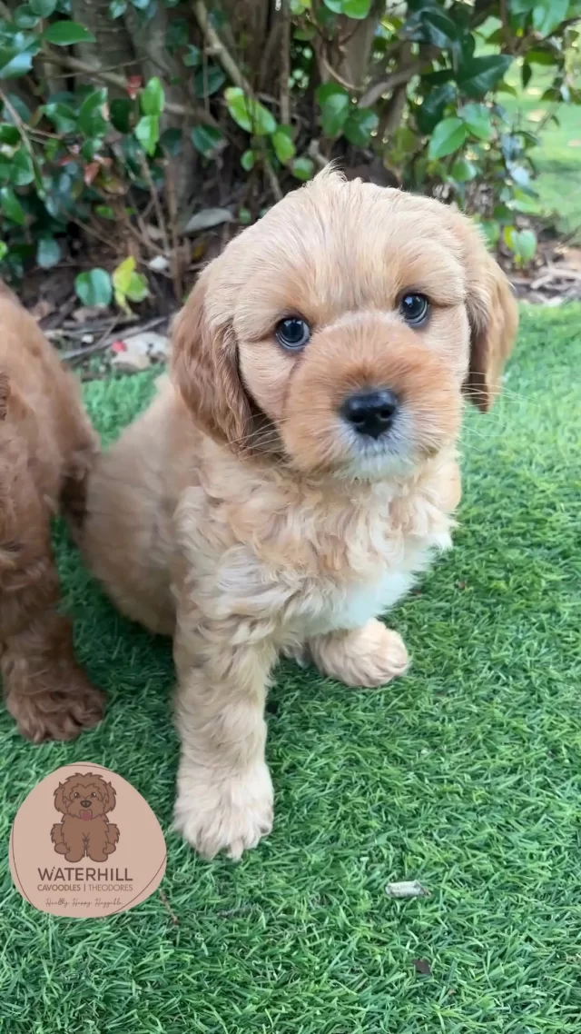 Meet Dream - Golden in colour and golden at heart 💛
This beautiful boy is as sweet-natured as they come—gentle, affectionate, and already showing the calm, loving temperament we treasure in our puppies.🐾 Mini Cavoodle
🐾 8 weeks old on July 27
🐾 Raised with love at WaterhillIf you’ve been waiting for a loyal little shadow with a heart of gold, Dream might just be your perfect match 💫#WaterhillCavoodles #CavoodlePuppy #GoldenBoy #PuppyLove #DreamPup #CalmCompanion #PuppyForSale