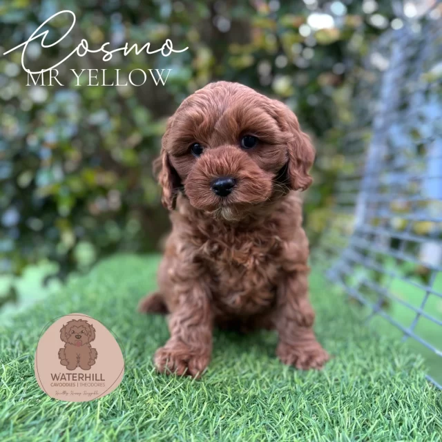 🌙 Our Midnight Munchkins are off on their next big adventure! 🌙

It’s always bittersweet saying goodbye, but we know each of these precious pups is heading into a home filled with love, cuddles, and happy days ahead.

Thank you to the wonderful families who have chosen a Waterhill Cavoodle — your trust means the world, and we can’t wait to follow the journeys of our sweet Munchkins as they grow. 💛🐾

🐾MUM: Mintie, F2b cavoodle, 7kg, 32cm tall, fleece coat
🐾DAD: Shaggy, F2 cavoodle, 5kg, 33cm tall, shaggy coat
🐾double furnished, fleece and shaggy coats

 #cavoodlesofinstagram #puppylovers #PuppyLove #cavoodlepuppies #puppies #calmpuppy #cavoodles #cavoodlessunshinecoast #confidentpuppy #calmpuppy #cavoodlebreeder