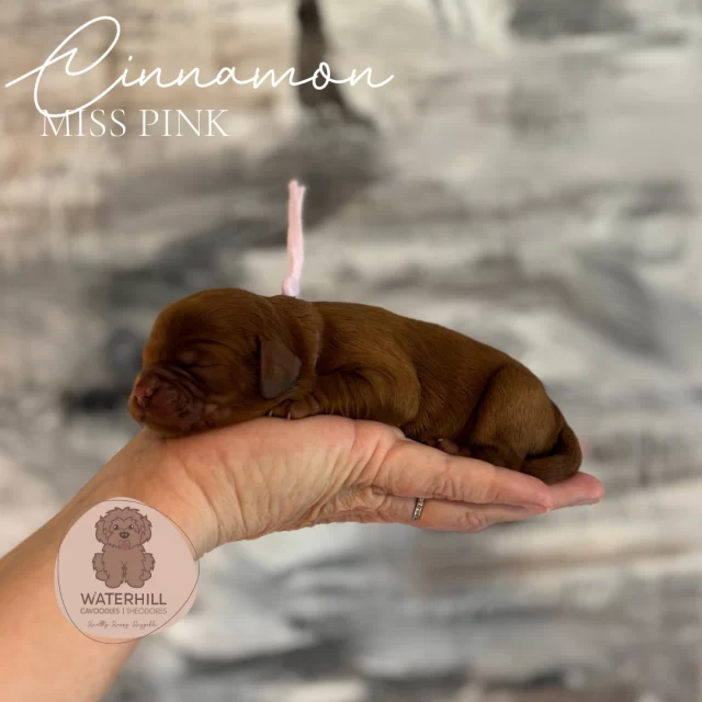 Say hello to our Autumn Spices Litter 🍁!
Six gorgeous little bundles of red fleece perfection, each named to reflect the warmth of Chai and the richness of Redford.🐾MUM: Chai pedigree cavalier, 9kg, 30 cm at shoulder, flat coat
🐾DAD: Redford poodle, 7kg, 35cm at shoulder, poodle coat
🐾DNA Clear
🐾F1 Perfection✅See why our pups are different
https://waterhillcavoodles.com.au/why-our-pups-are.../#cavoodles #cavoodlebabies #theodores #puppylove #puppies #puppylife #cavoodlepuppies #cavapoo #DNAClear #PuppyLove #cavoodlesqld #cavoodlessunshinecoast #confidentpuppy #calmpuppy