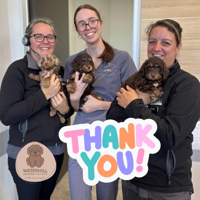 Appreciation Post 🤎We’re so lucky to have the incredible team at Ninderry Veterinary Surgery  caring for our dogs. From routine check-ups to big days like health screenings and c-sections, their calm professionalism and genuine compassion always shines through.Thank you for loving our dogs like we do — we truly couldn’t do what we do without you! 💛🐾#ninderryvetsurgery
#sunshinecoastvet
#cavoodlepuppy