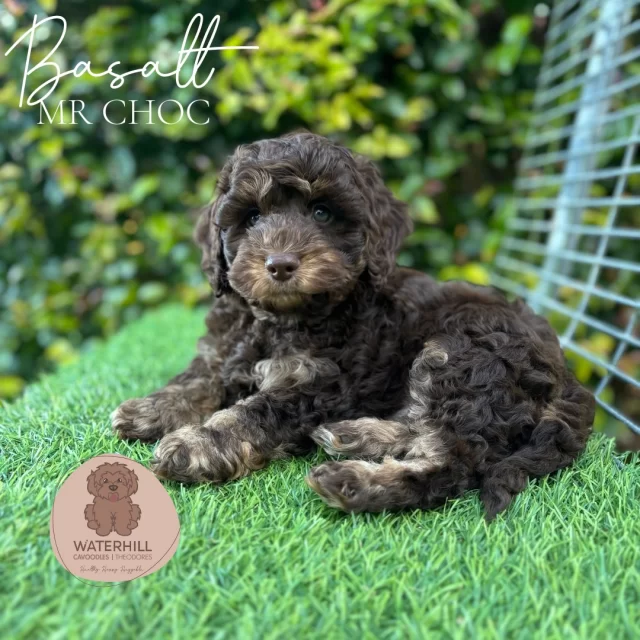 Our gorgeous Stone Litter is 8 weeks old and ready to roll into their forever homes!
To the incredible families welcoming these little ones — thank you for trusting us to give them the best start in life. We wish you years of waggy tails, puppy fun and doggy love!🐾MUM: Judy- F3 cavoodle, 7kg, 35cm at shoulder, shaggy coat
🐾DAD: Bobby - Poodle, 4.4kg, poodle coat
🐾miniature sized
🐾double furnished, fleece coats#cavoodlesofinstagram #puppylovers #PuppyLove #cavoodlepuppies #puppies #calmpuppy #cavoodles #cavoodlessunshinecoast #confidentpuppy #calmpuppy #cavoodlebreeder #Waterhillcavoodles #chocolatemerle #WaterhillCavoodles #StoneLitter #CavoodlePuppies #ChocolateMerleCavoodles #CavoodleLove #EthicalBreeder #PuppyJoy