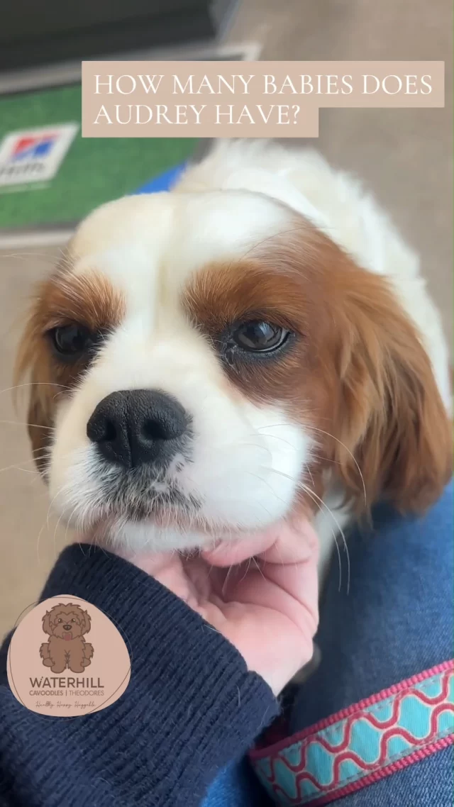 F1 perfection! It doesn’t get cuter than this pairing! 💕📌 MUM: Audrey (Cavalier) – 7kg | 30cm
📌 DAD: Redford (Mini Poodle) – 7kg | 35cm | fleece coat
❤️ DNA clear | F1 perfection | red coats incoming!