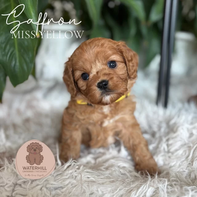 4 weeks with our Autumn Spices Litter 🍁!These perfect F1 cavoodles are blossoming, and their sweet personalities are starting to shine.🐾MUM: Chai pedigree cavalier, 9kg, 30 cm at shoulder, flat coat
🐾DAD: Redford poodle, 7kg, 35cm at shoulder, poodle coat
🐾DNA Clear
🐾F1 Perfection#cavoodles #cavoodlebabies #theodores #puppylove #puppies #puppylife #cavoodlepuppies #cavapoo #DNAClear #PuppyLove #cavoodlesqld #cavoodlessunshinecoast #confidentpuppy #calmpuppy